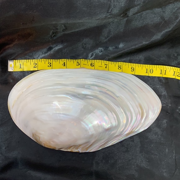 Polished Pearlized Large Clamshell Serving Dish and 4 Conch & Clamshell Spoon - Picture 8 of 12